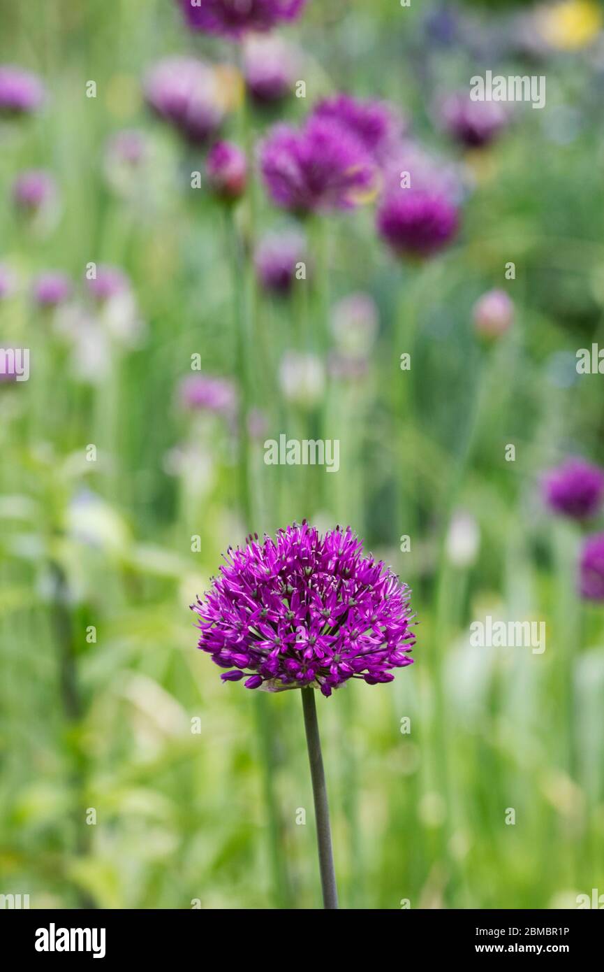 Allium 'viola sensazione' in un giardino cottage. Foto Stock