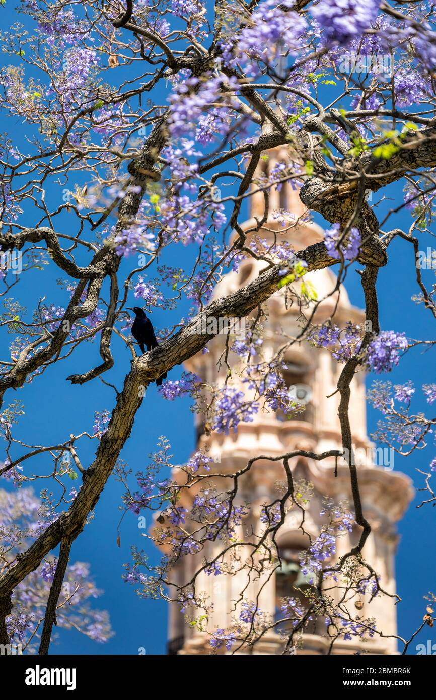 Jacarandas fiorisce di fronte ad una torre della cattedrale a Lagos de Moreno, Jalisco, Messico. Foto Stock