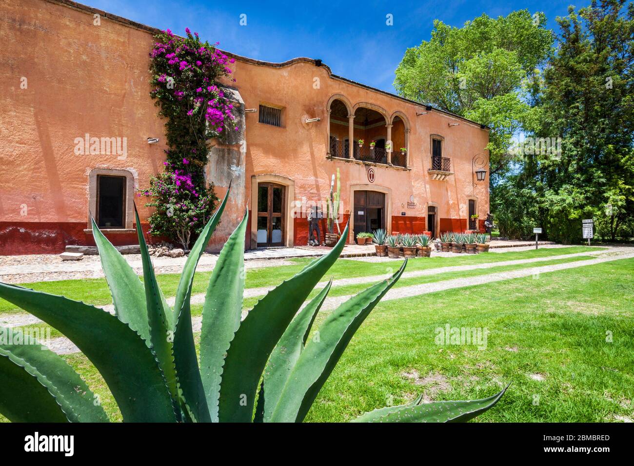 Cactus di agave blu vicino all'ingresso di Hacienda Sepulveda a Lagos de Moreno, Jalisco, Messico. Foto Stock