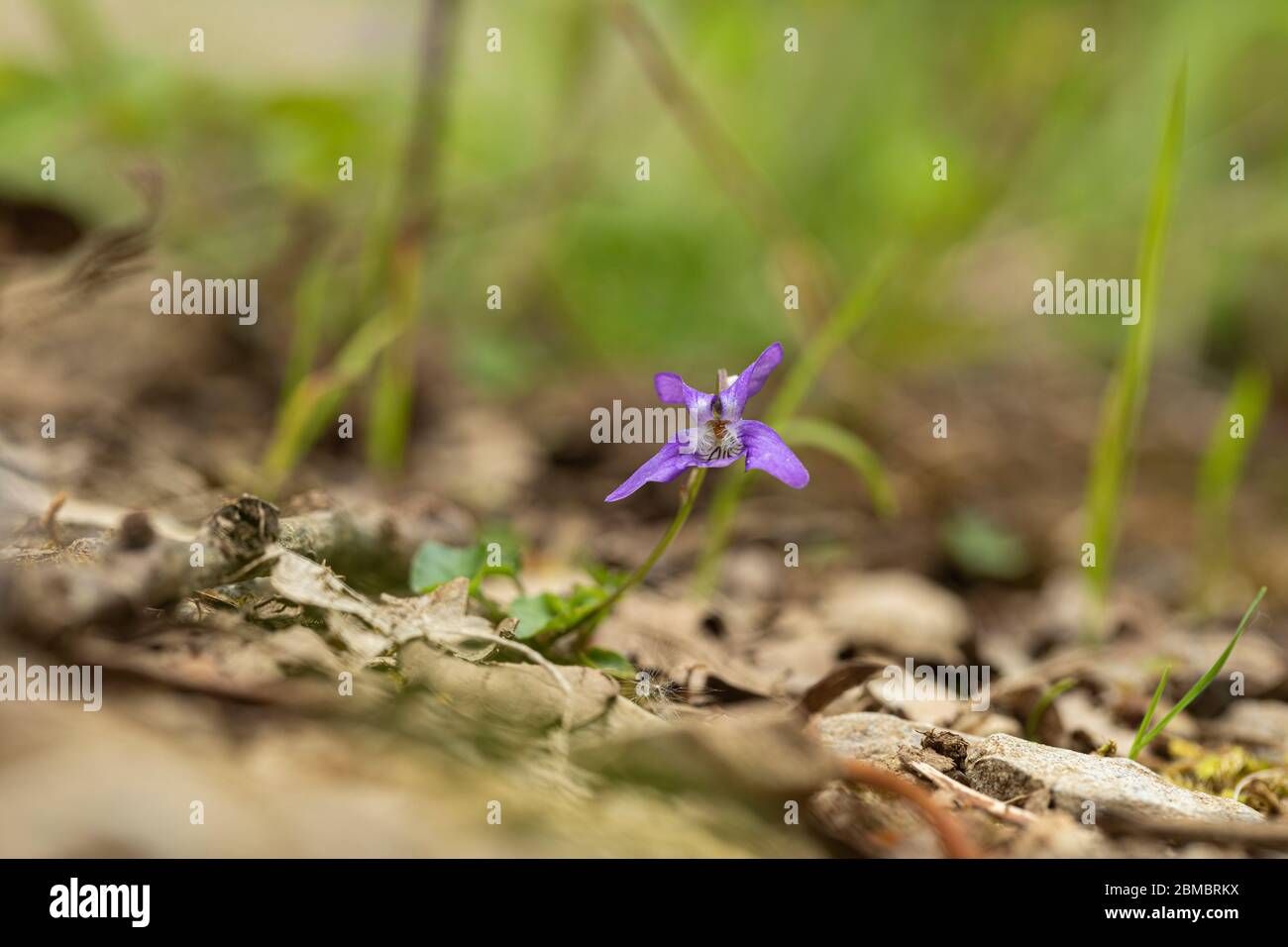 Primo piano di un comune cane-violetto - Viola riviniana fiore selvatico fioritura in un bosco inglese, Inghilterra, Regno Unito Foto Stock