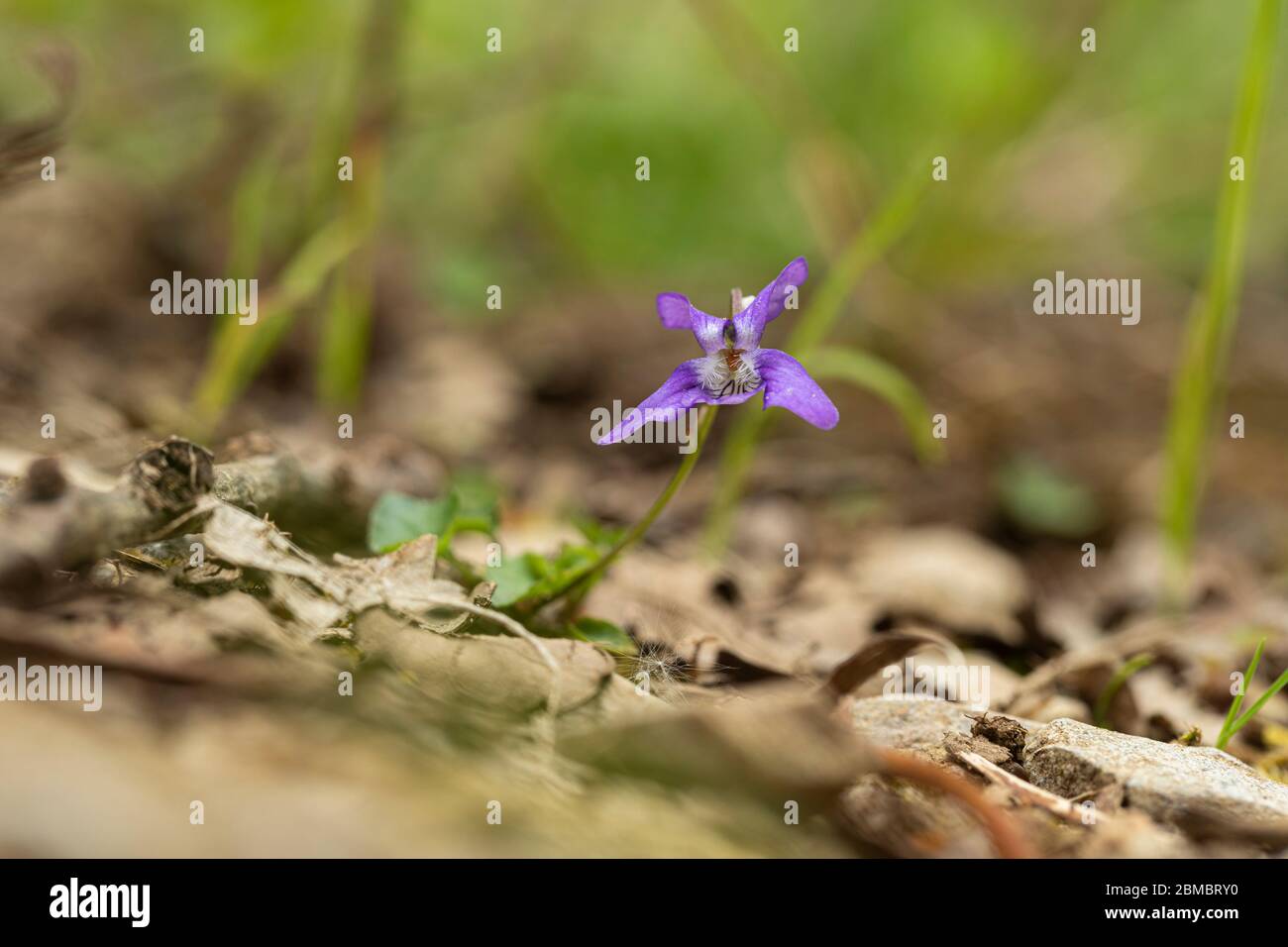 Primo piano di un comune cane-violetto - Viola riviniana fiore selvatico fioritura in un bosco inglese, Inghilterra, Regno Unito Foto Stock