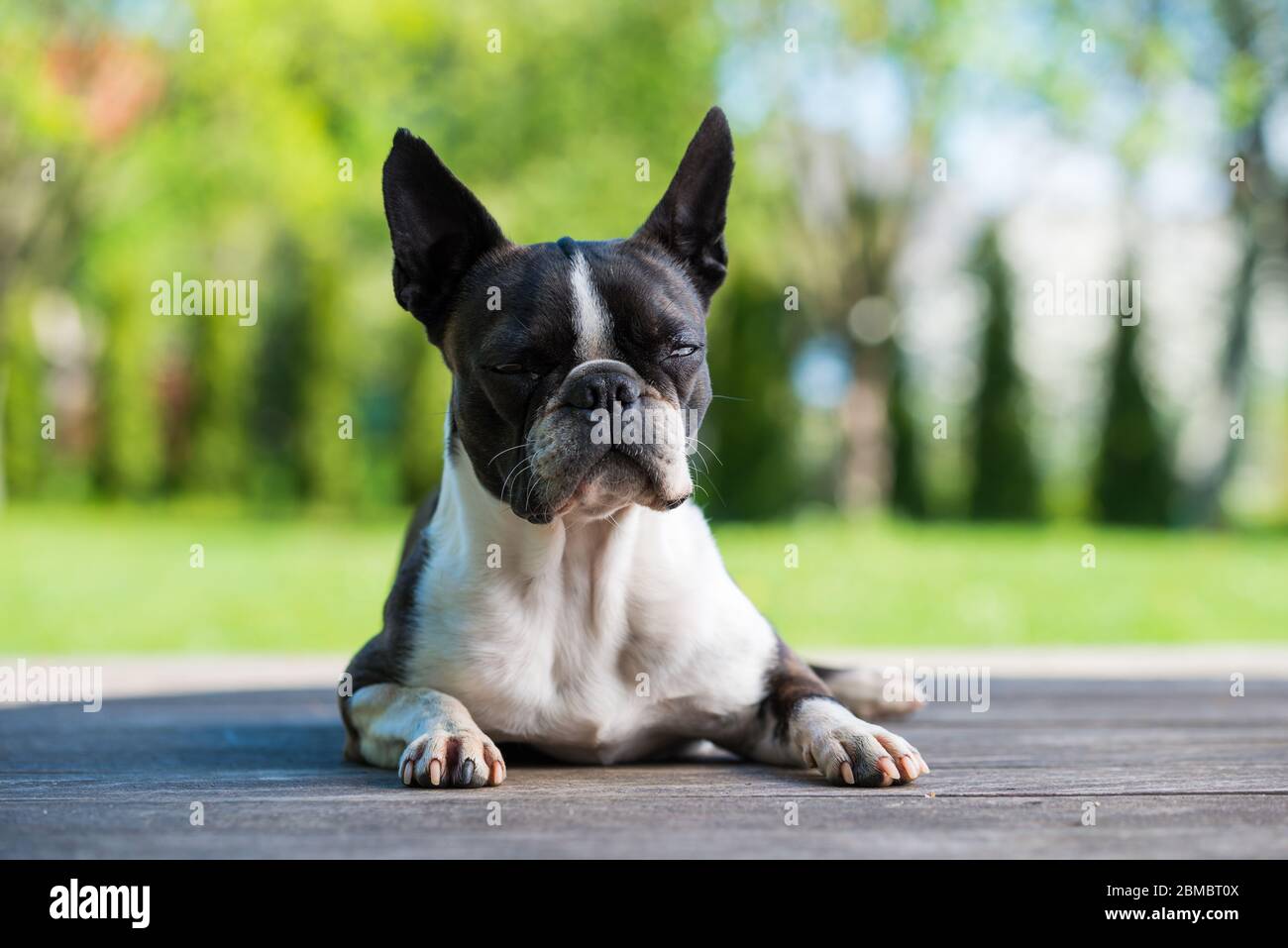 Boston Terrier apping sulla terrazza con occhi chiusi Foto Stock