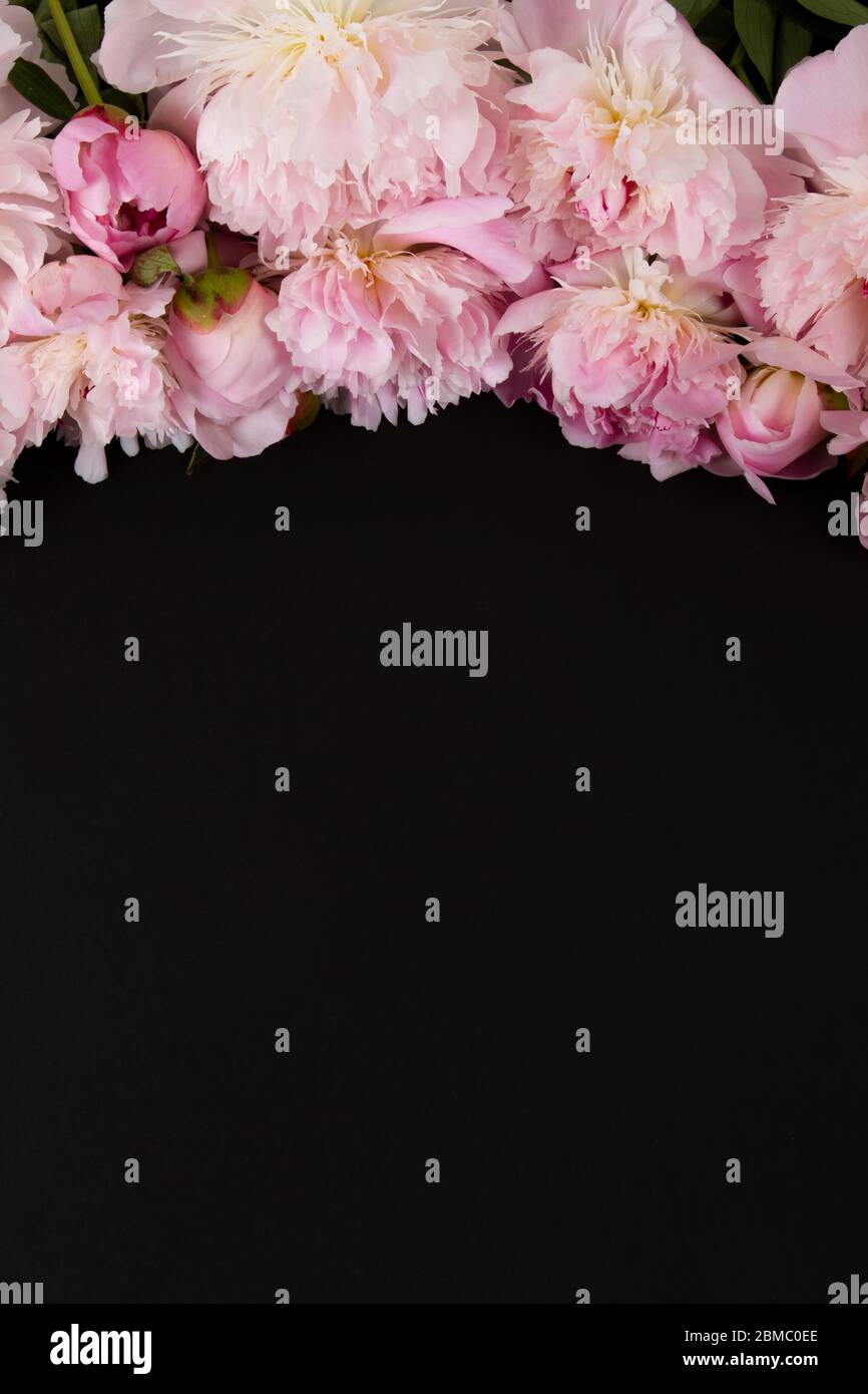banner web con peonie rosa su sfondo scuro Foto Stock