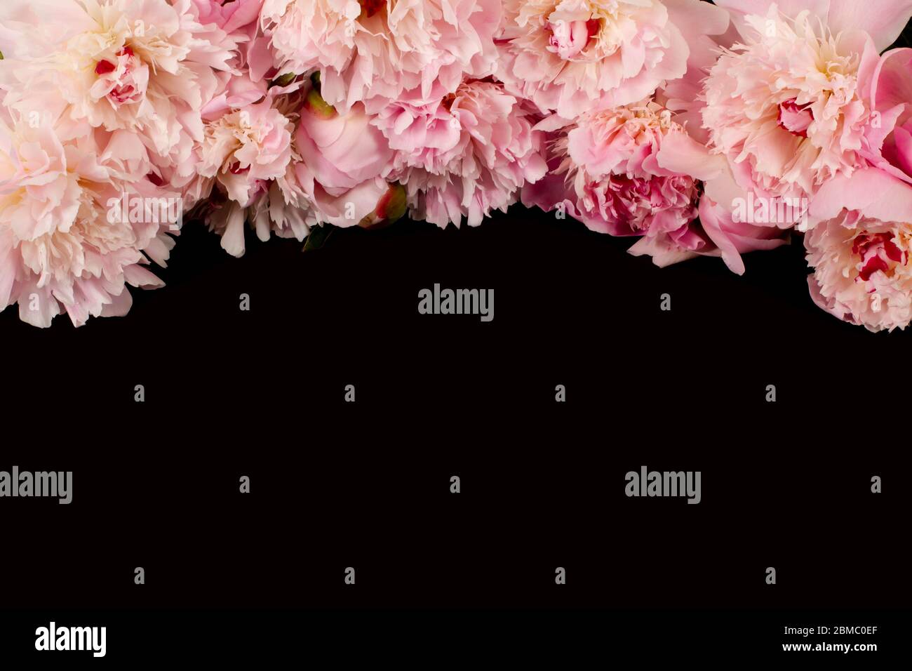 banner web con peonie rosa su sfondo scuro Foto Stock