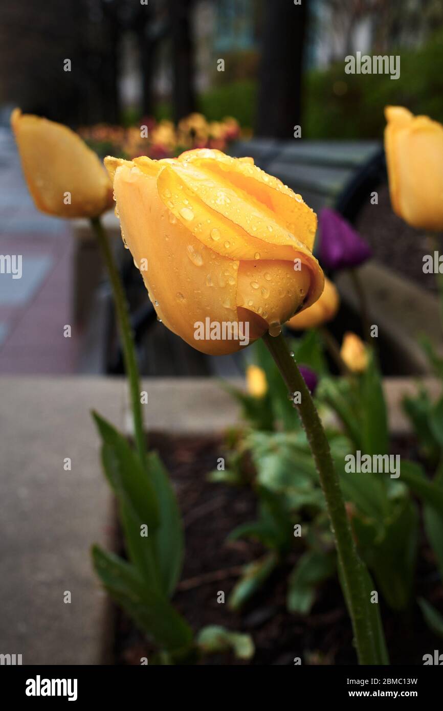Aiuole primaverili di tulipani Foto Stock