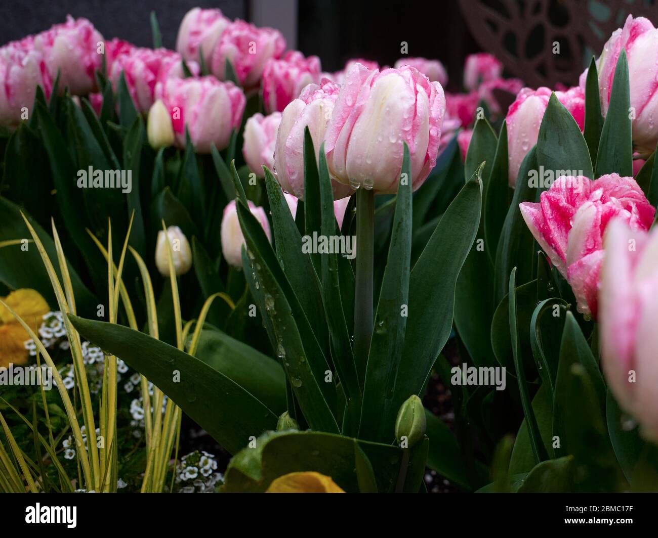 Aiuole primaverili di tulipani Foto Stock
