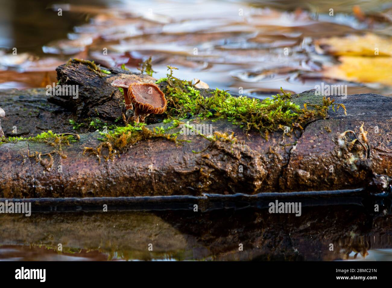 Funghi su un pezzo di legno nell'acqua Foto Stock