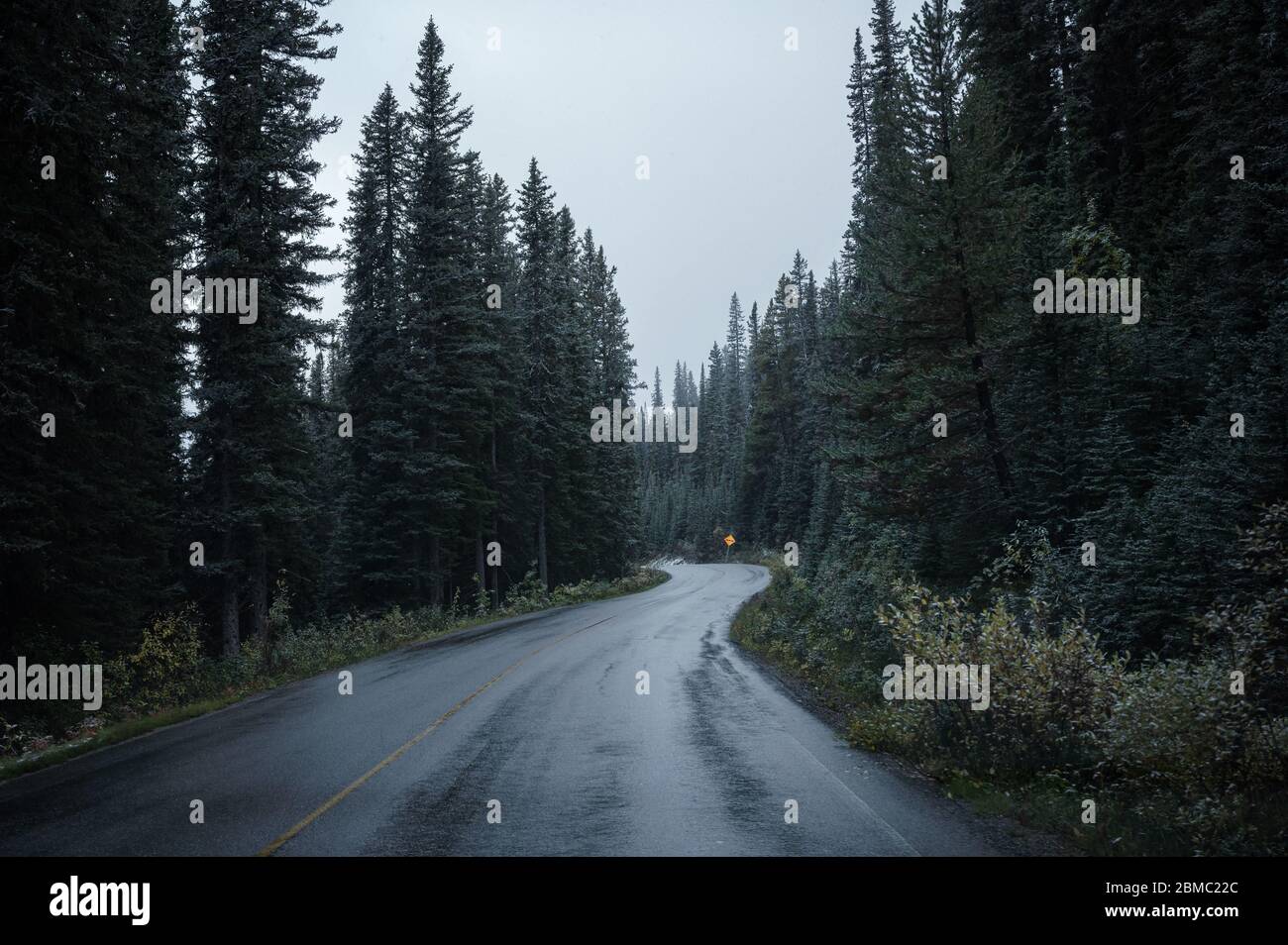 Strada asfaltata curva in pineta su tenebroso al parco nazionale di Banff Foto Stock