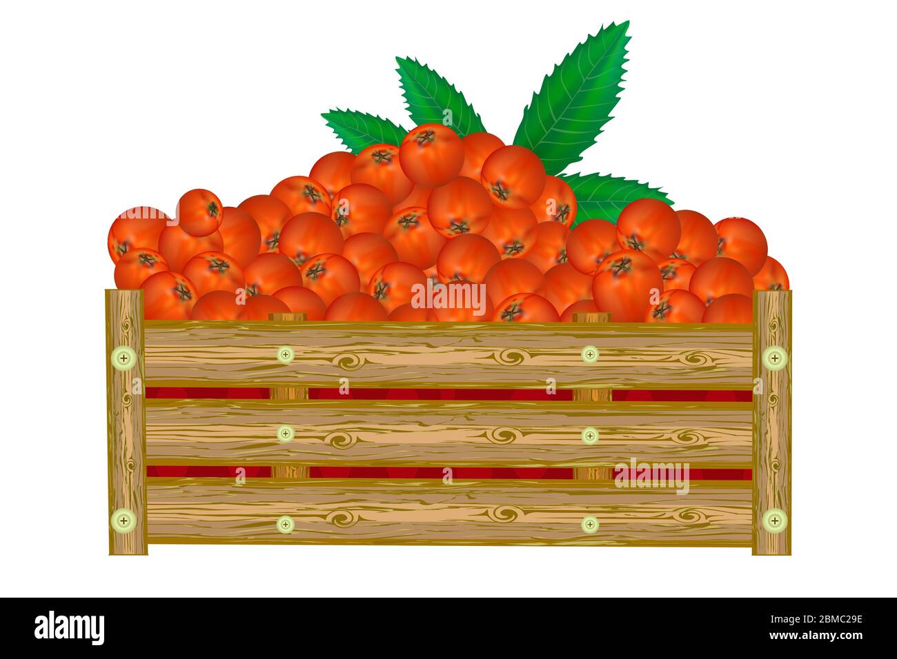 Rowan box isolato su sfondo bianco. Cassa di rowan succosa. Eco fattoria, mercato, trasporto. Etichetta, pacchetto, banner, icona. Illustrazione vettoriale Illustrazione Vettoriale