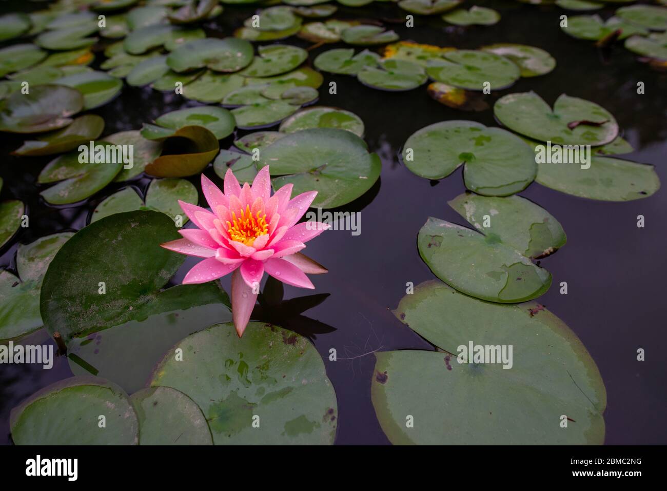 Singolo giglio rosa brillante, con rugiada e foglie scure e sfondo d'acqua, Hue, Vietnam Foto Stock