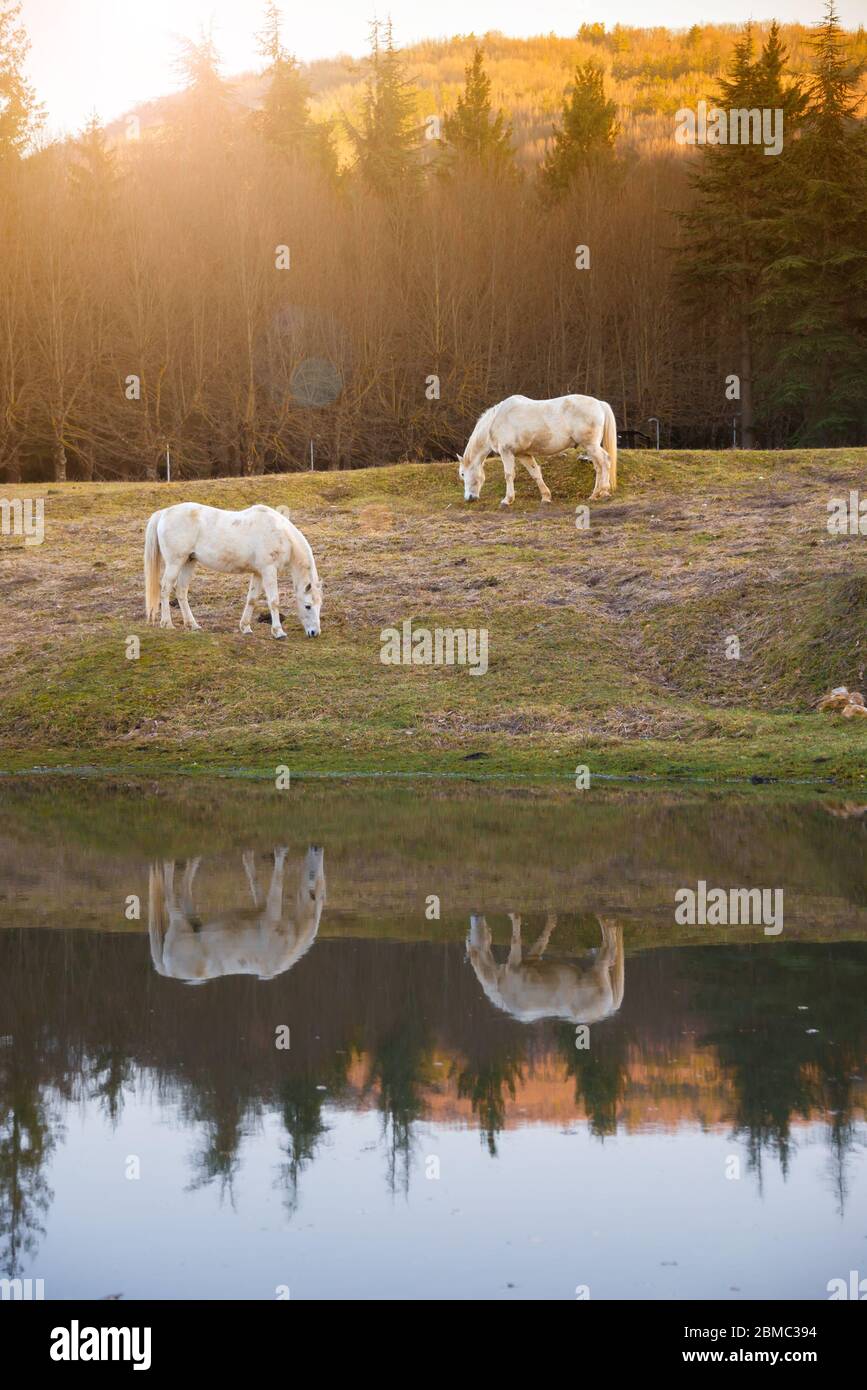 Due cavalli bianchi che pascolo in un lago e un riflesso in acqua Foto Stock