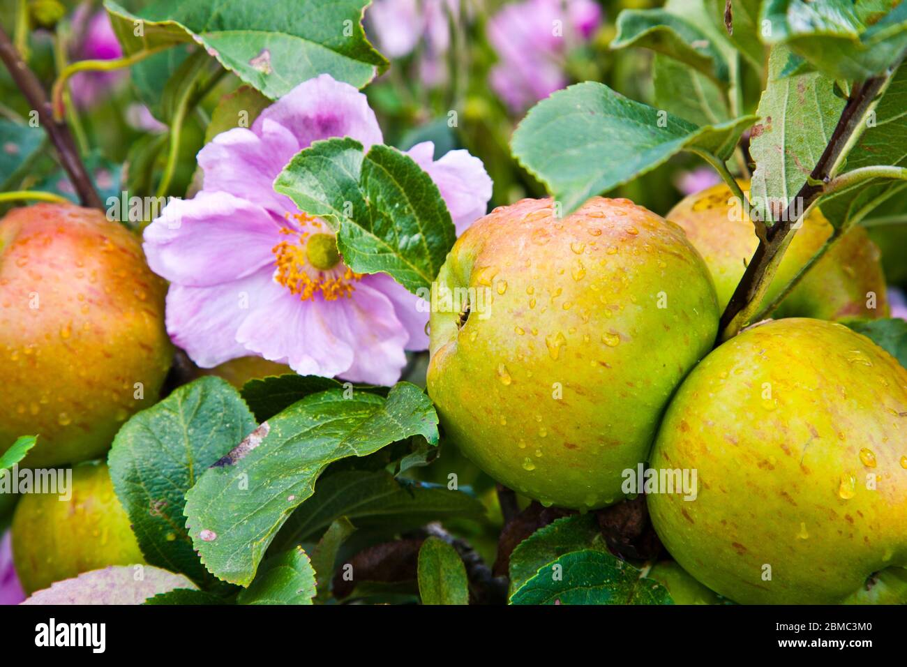 Mele che crescono nel giardino murato di Osborne casa sull'isola di Wight, Inghilterra Foto Stock