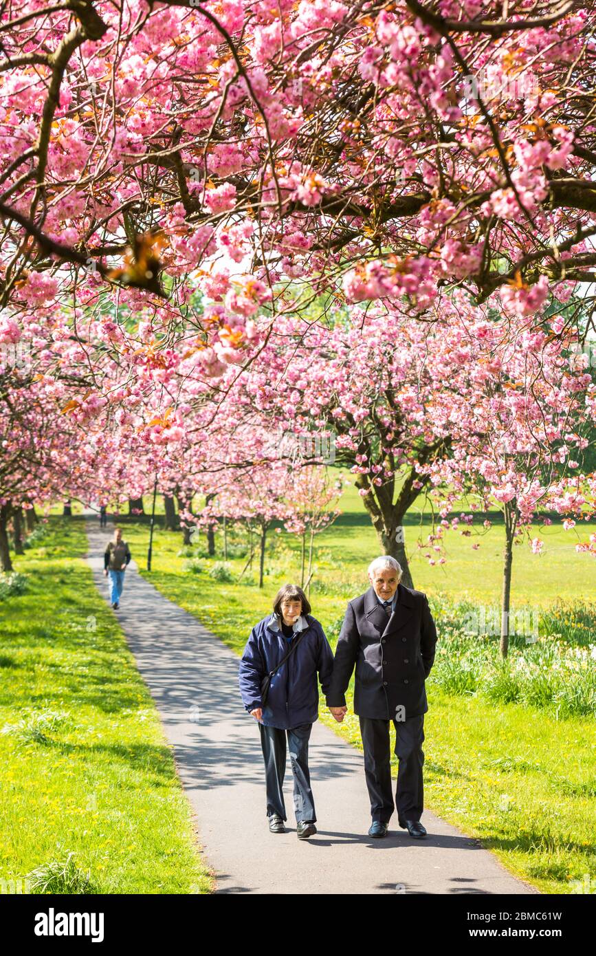 METEO - sbalorditive esposizioni per la fioritura dei ciliegi in primavera sole luminoso fuori sulla strada in Harrogate - Data della foto Domenica 8 Maggio, 2016 (Harrogate, Nord Foto Stock