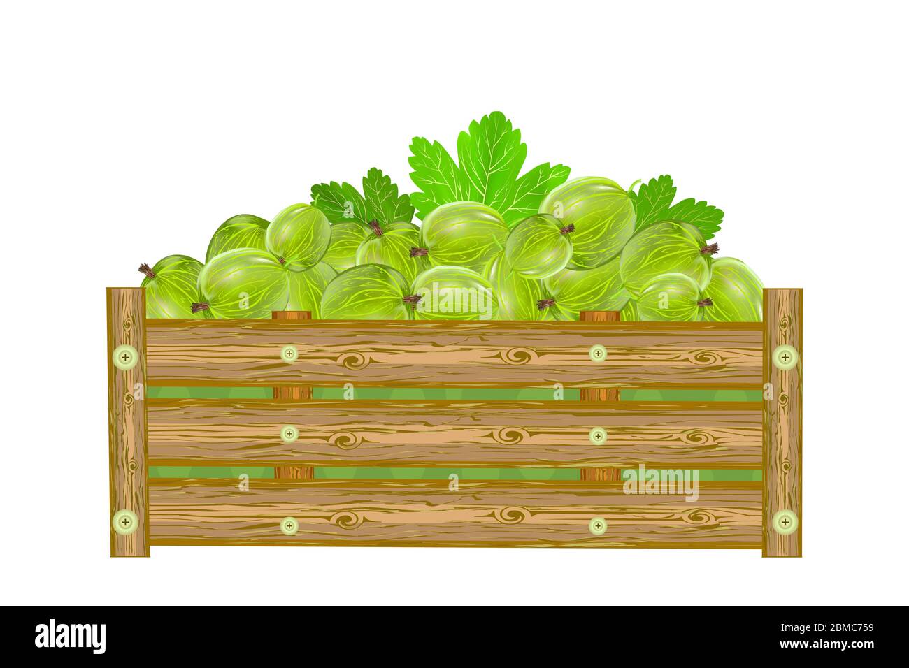 Mirtilli d'oca in scatola isolata su sfondo bianco. Crata di succulenti gooseberries. Eco fattoria, mercato, trasporto. Etichetta, pacchetto, banner, icona. Vettore Illustrazione Vettoriale