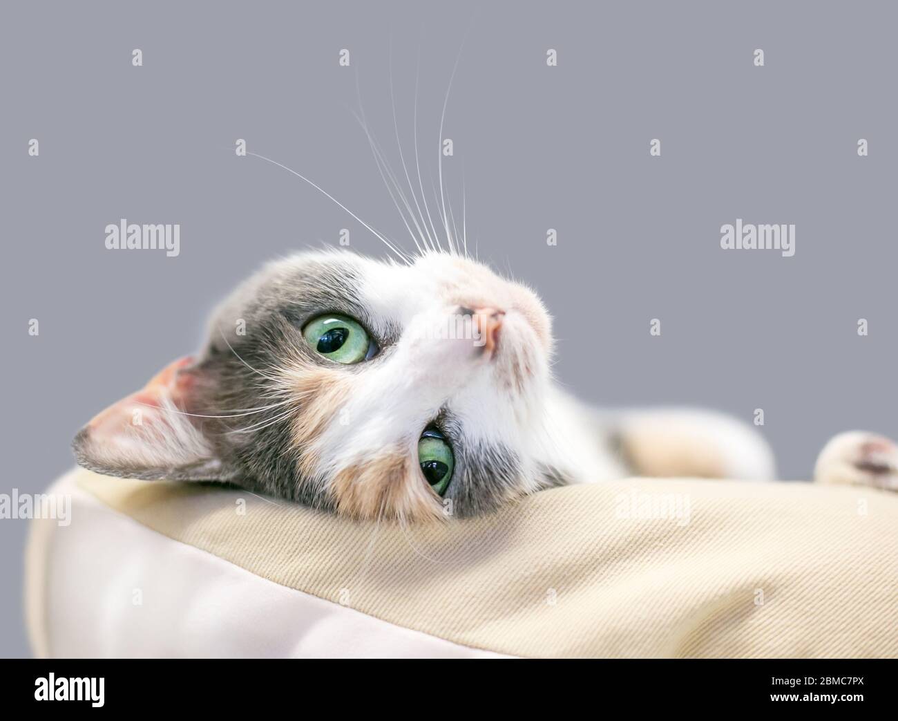 Un gatto calico domestico diluito a stiva con occhi verdi che si rilassano capovolti in un letto di gatto Foto Stock