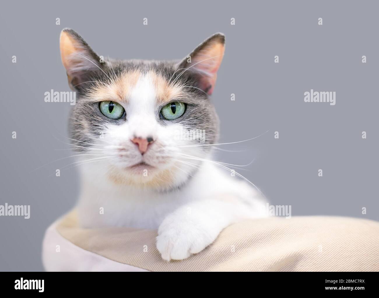Un gatto calico domestico diluito a stiva con occhi verdi che si rilassano in un letto di gatto Foto Stock