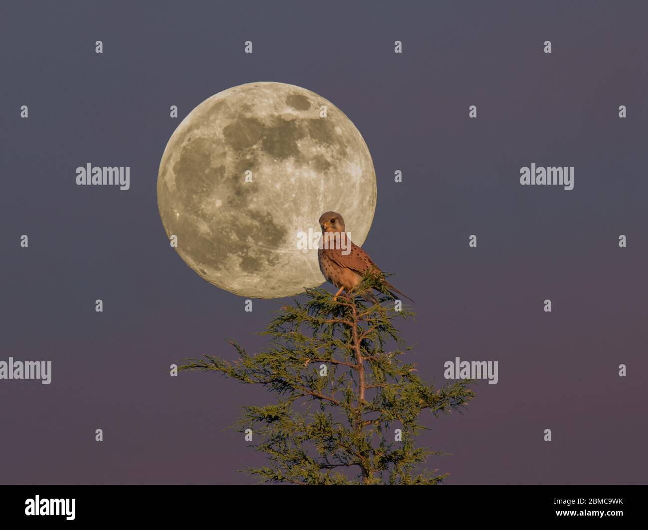 Kestrel a Flower Moon Foto Stock
