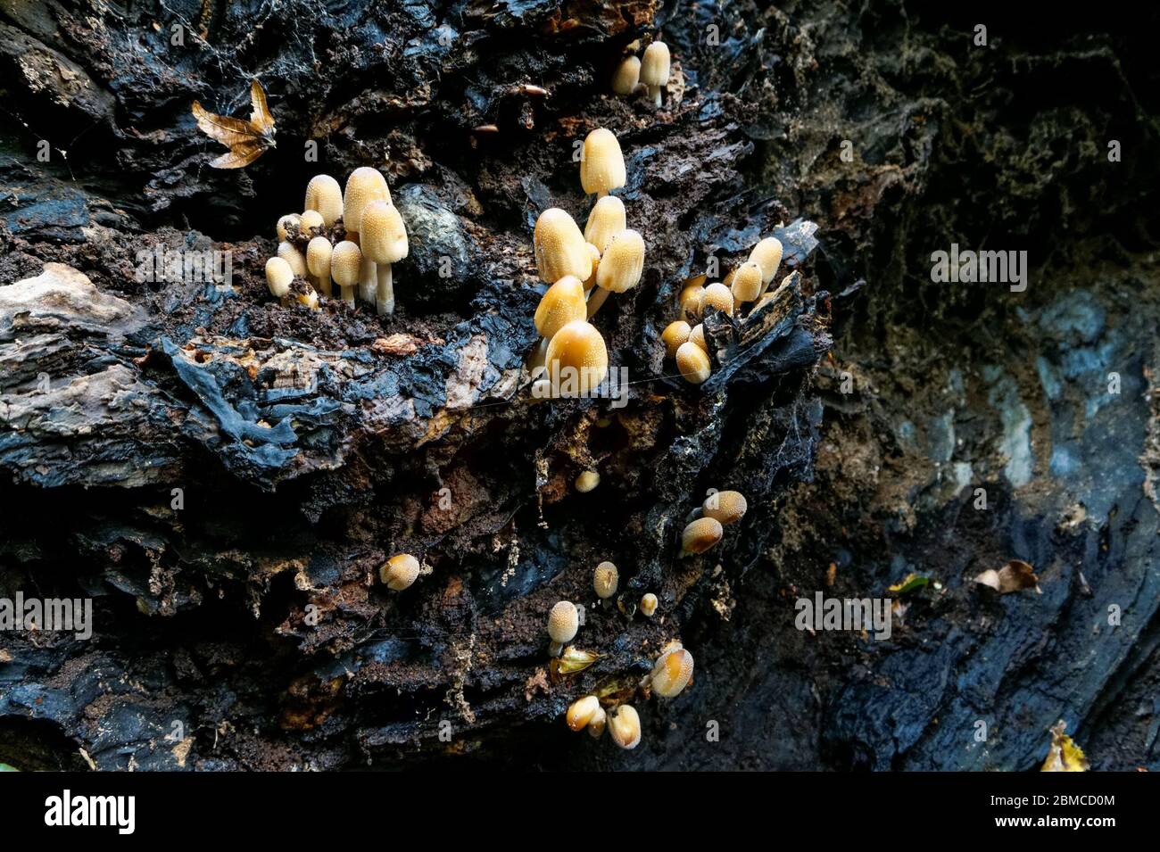 Funghi gialli che crescono su un albero morto in Epping Forest, Essex, Inghilterra, Regno Unito Foto Stock