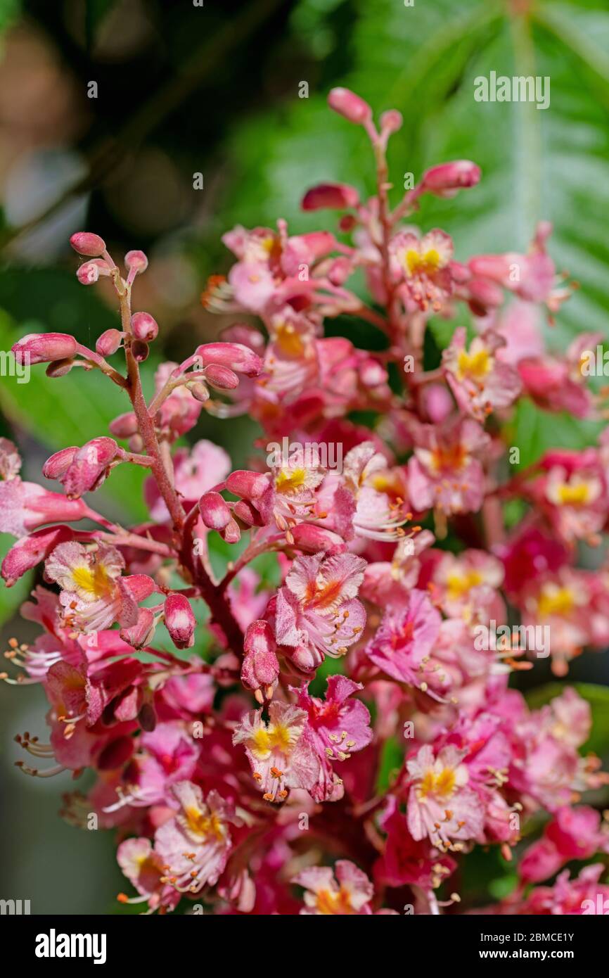 Castagno rosso, Aesculus rubicunda, in primavera Foto Stock