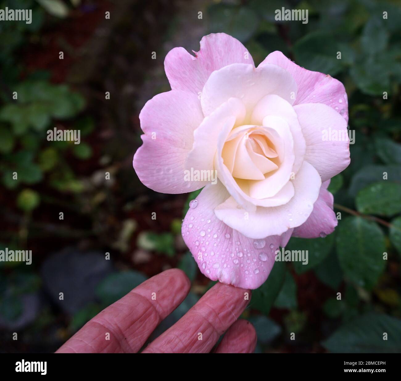 Rose di primavera Foto Stock