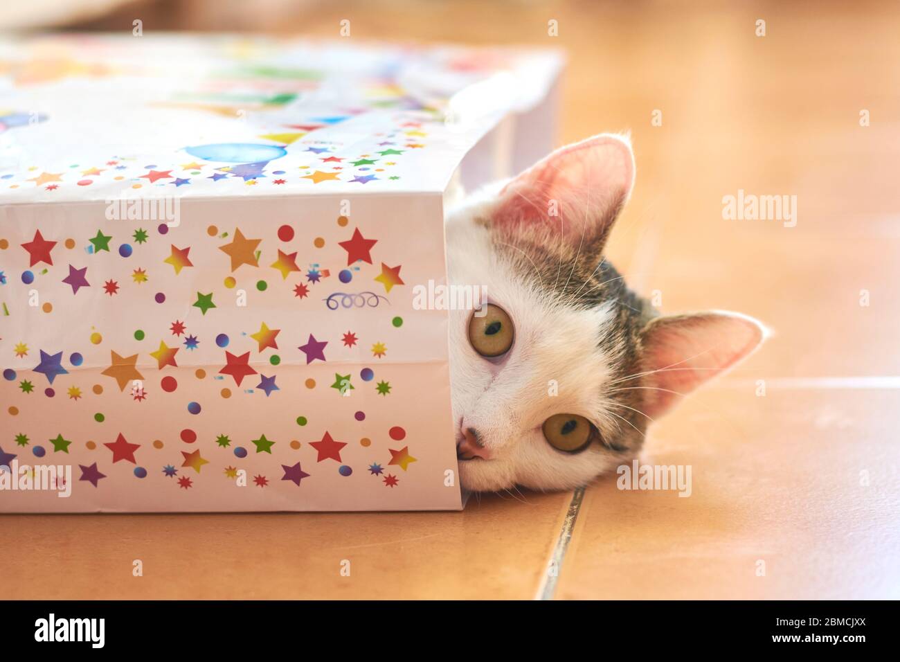 Gatto nascosto in una borsa regalo Foto Stock