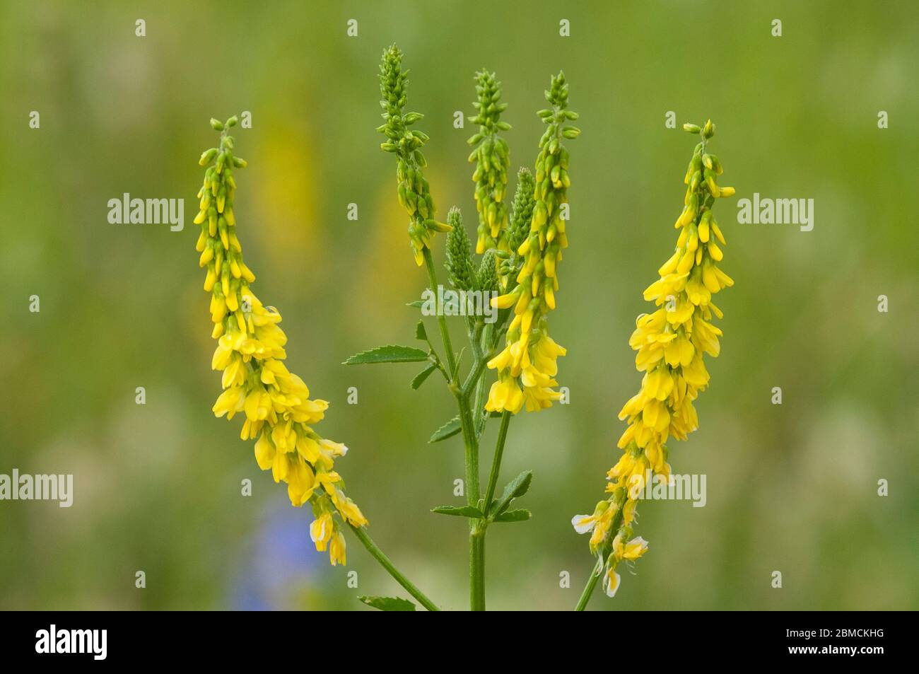 Trifoglio giallo dolce, Melilotus officinalis, Bow Valley, Alberta, Canada Foto Stock