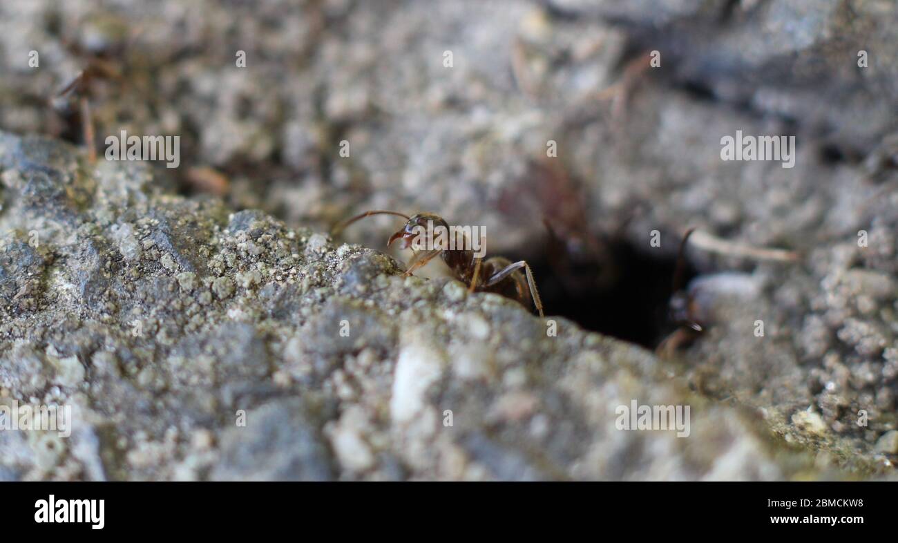 Chiudi ANT Foto Stock