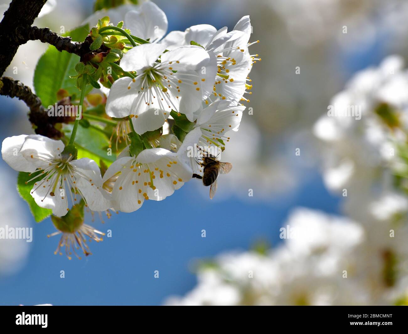 Un desktop perfetto con un soggetto floreale. Foto Stock