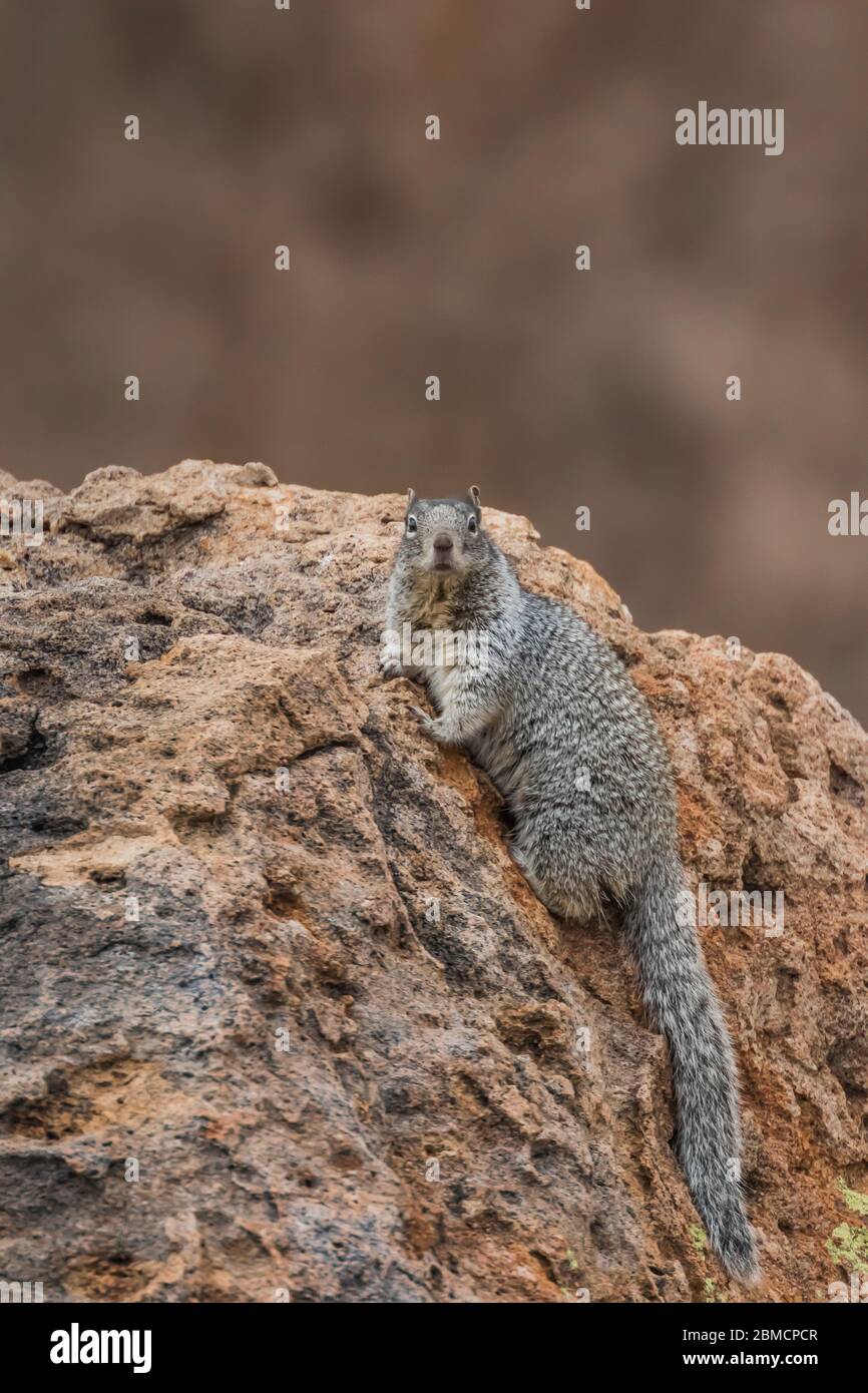 Scoiattolo, Otospermophilus variegatus, sulla roccia di osservazione nel parco statale della città delle rocce, situato tra la città d'argento e Deming nel deser Chihuahuan Foto Stock