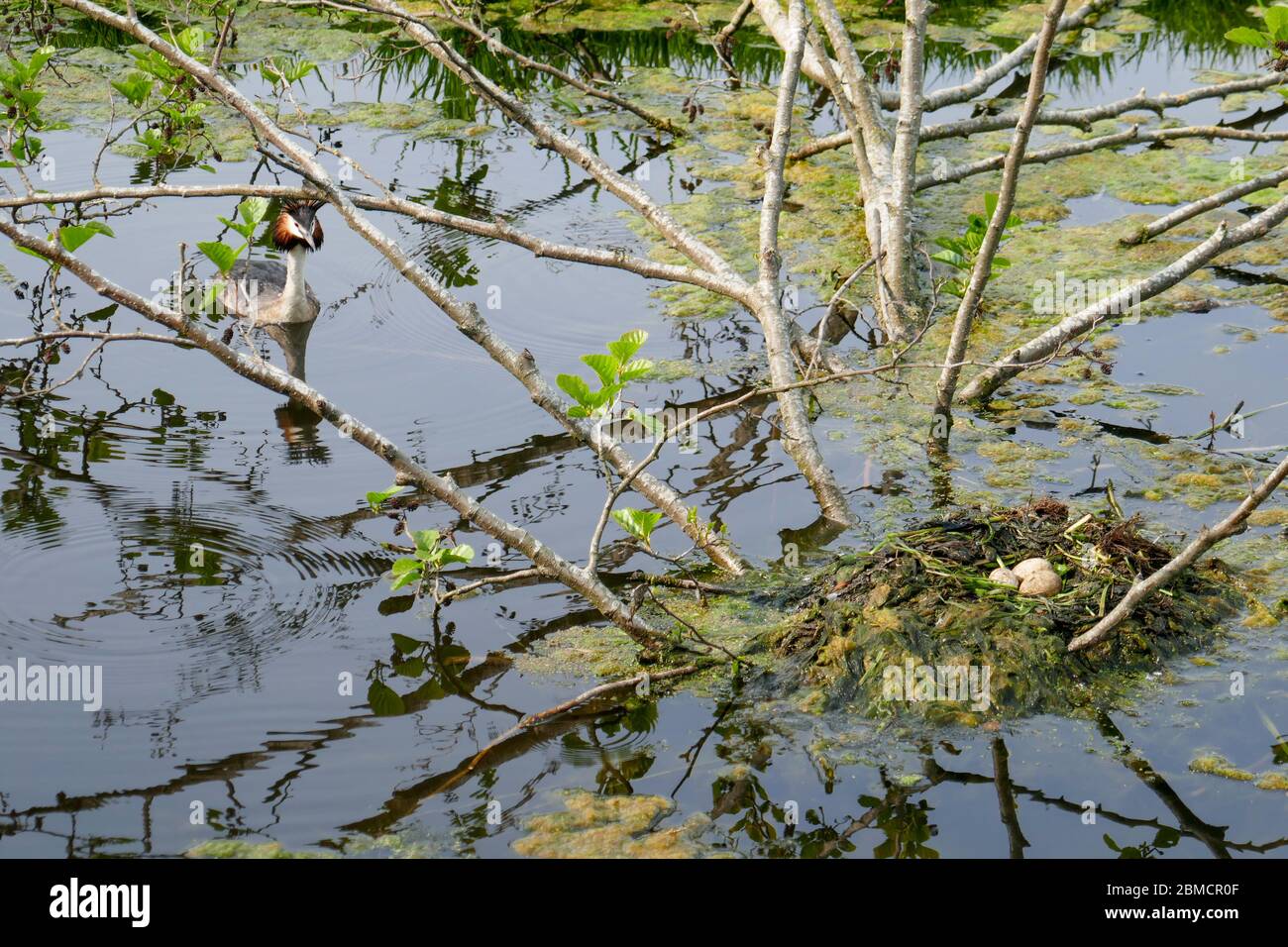 grede e Nest a Groene Hart, Olanda Foto Stock