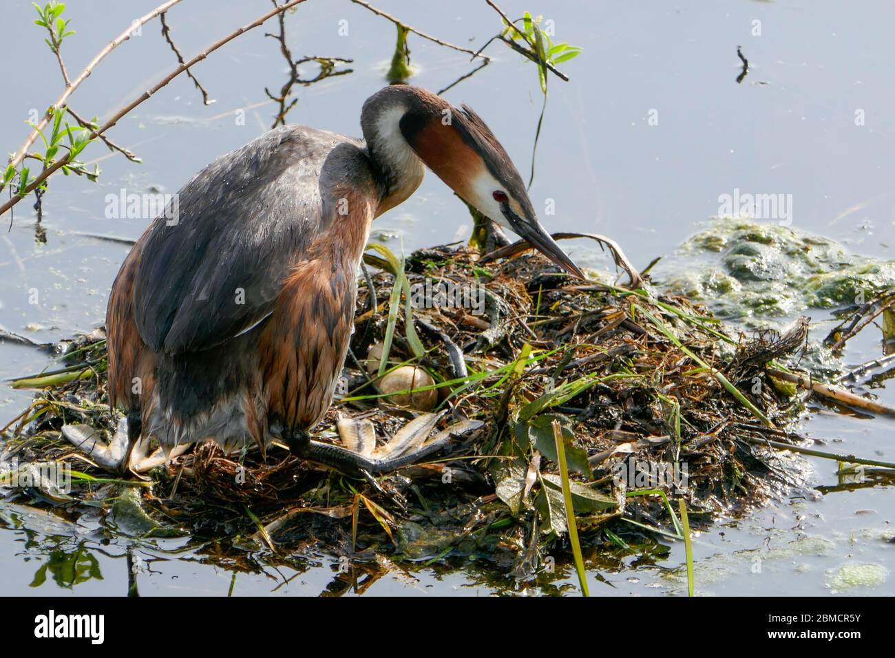 grede e Nest a Groene Hart, Olanda Foto Stock