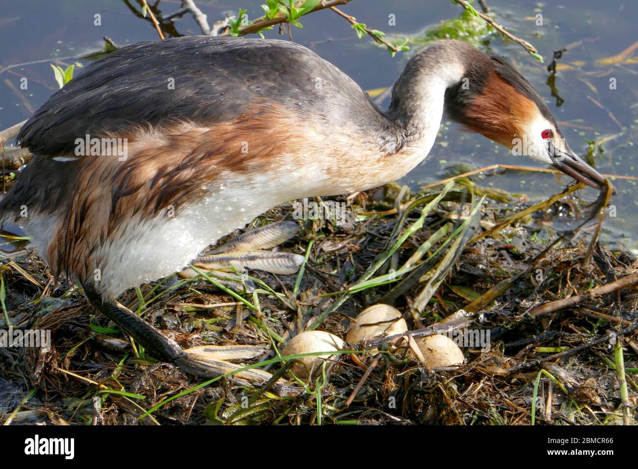 grede e Nest a Groene Hart, Olanda Foto Stock