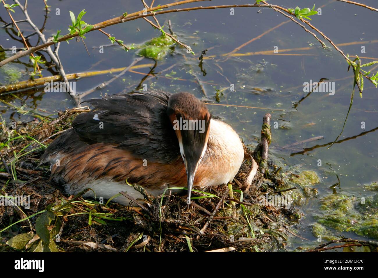 grede e Nest a Groene Hart, Olanda Foto Stock