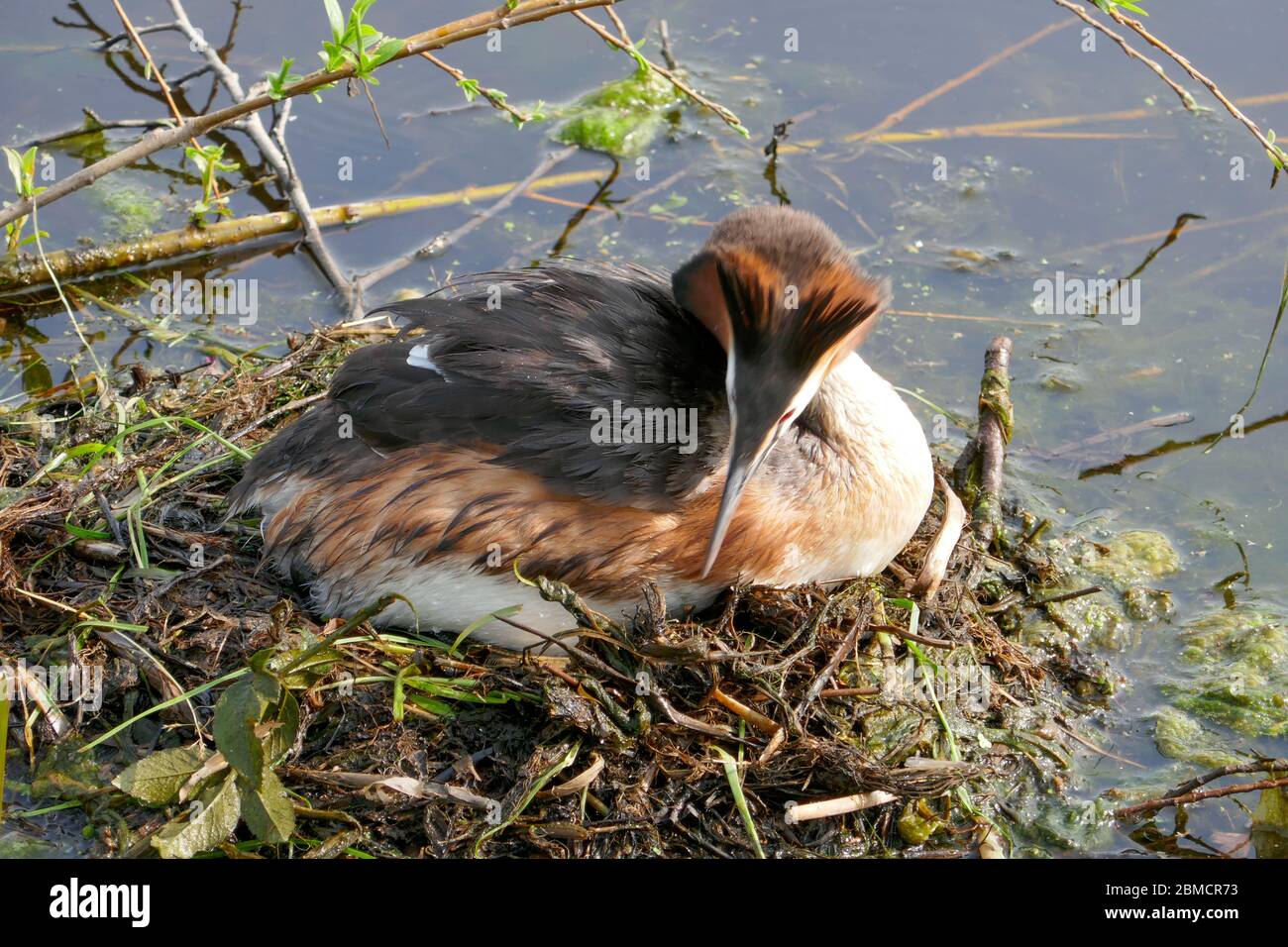 grede e Nest a Groene Hart, Olanda Foto Stock