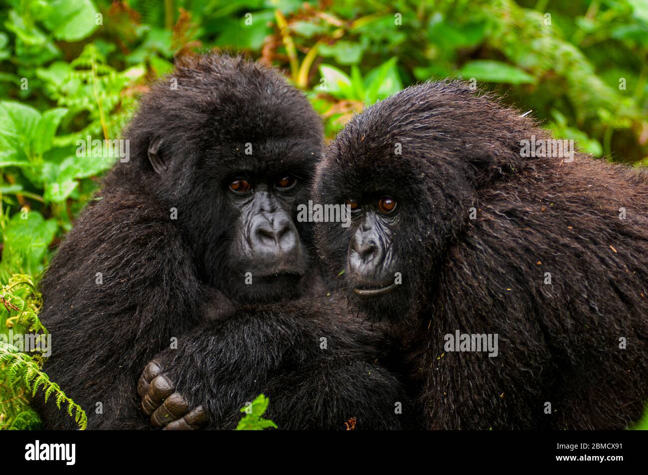 Due giovani gorilla di montagna (Gorilla gorilla beringei) si accoccolano sotto la pioggia nel Parco Nazionale Virunga in Ruanda. Foto Stock