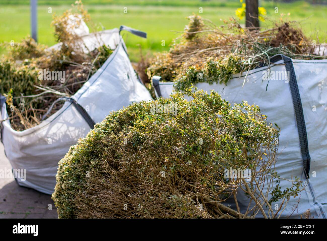 Grandi sacchetti bianchi con rifiuti verdi organici del giardino. Consigli locali che raccolgono rifiuti verdi per trasformarli in energia verde e compost. Foto Stock