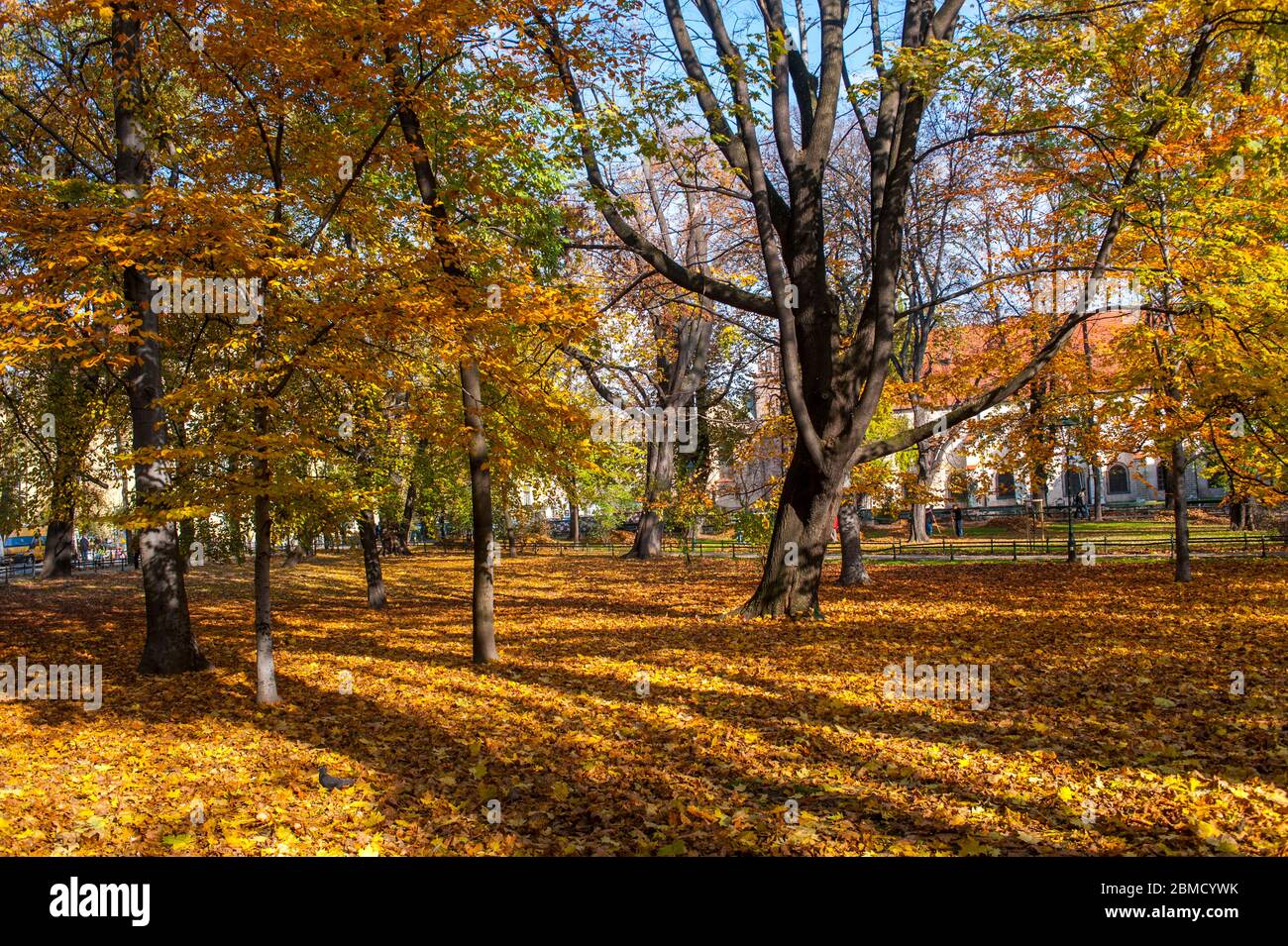 Alberi con colori autunnali in un parco cittadino a Cracovia, Polonia. Foto Stock