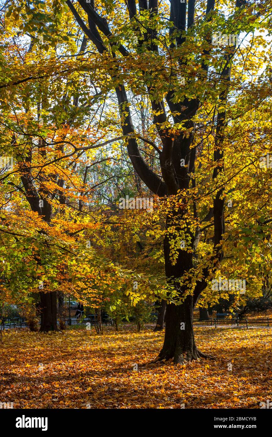Alberi con colori autunnali in un parco cittadino a Cracovia, Polonia. Foto Stock
