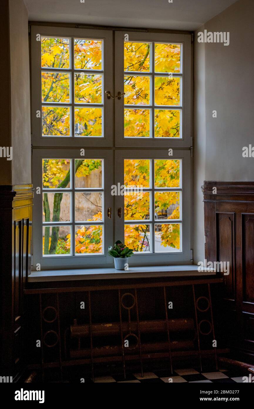 Vista da una finestra di alberi in colori autunnali a Vilnius, Lituania. Foto Stock