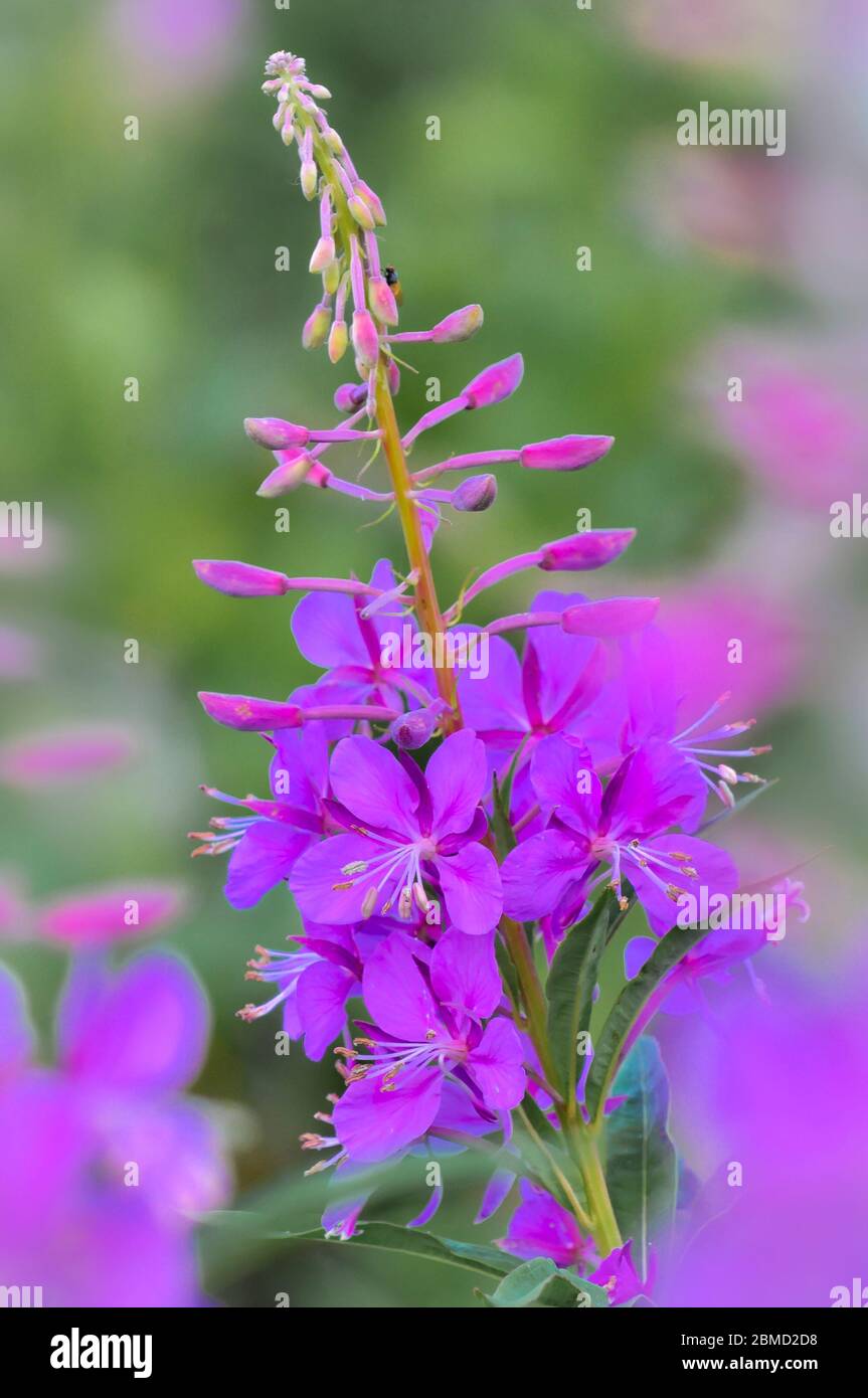 Infuso, epilobio angustifolium Foto Stock