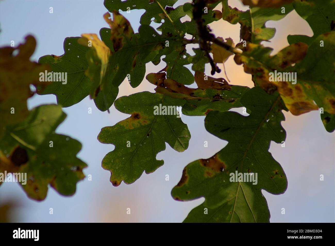 Primo piano foglie di quercia giallastre. Vergilbte Eichenblätter hautnah. Pożółkłe dębowe liście z bliska. 橡樹葉 Foto Stock