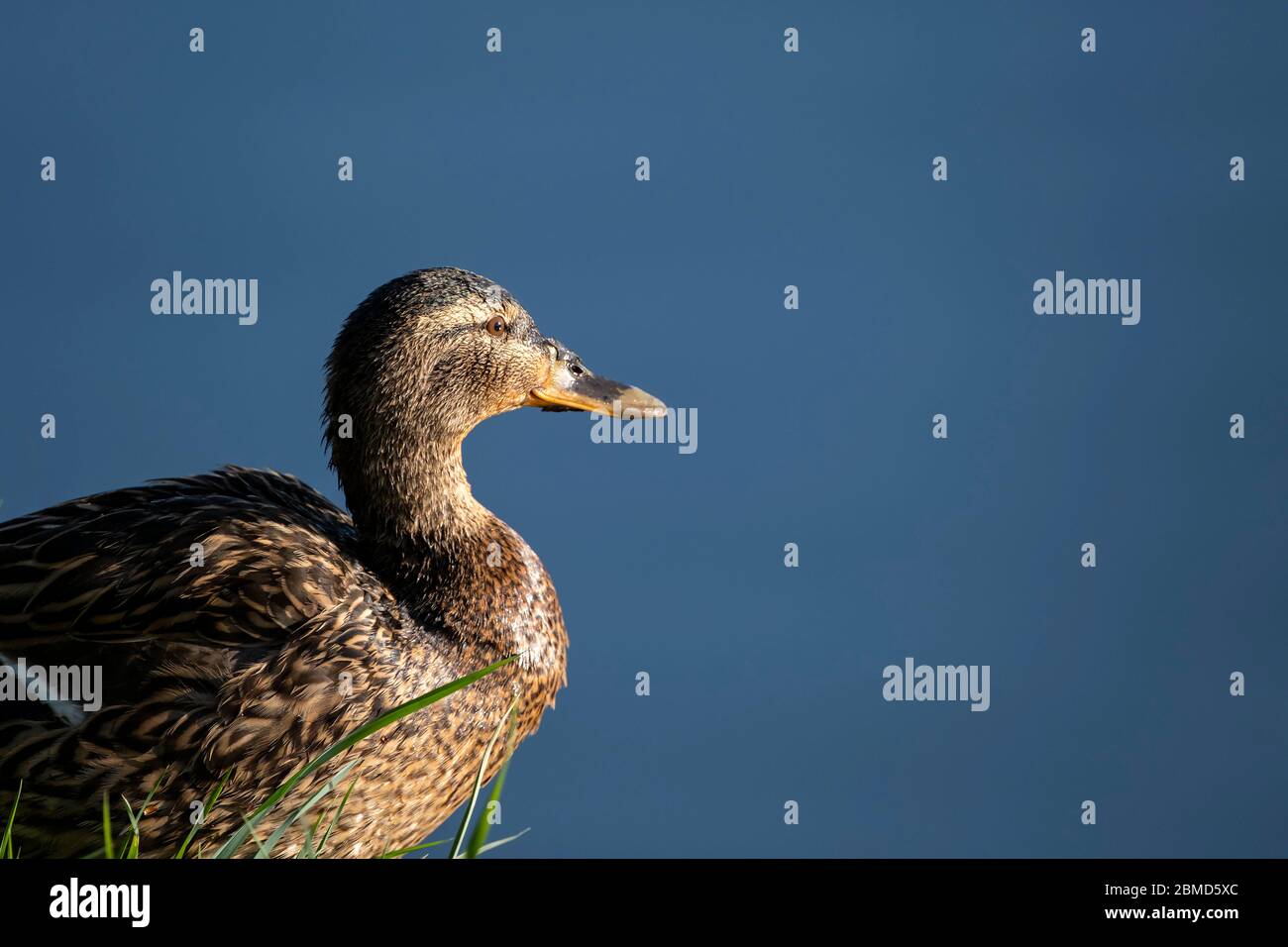 Femmina Mallard Duck (Anas platyrhynchos), River Weaver, Cheshire, Inghilterra, Regno Unito Foto Stock