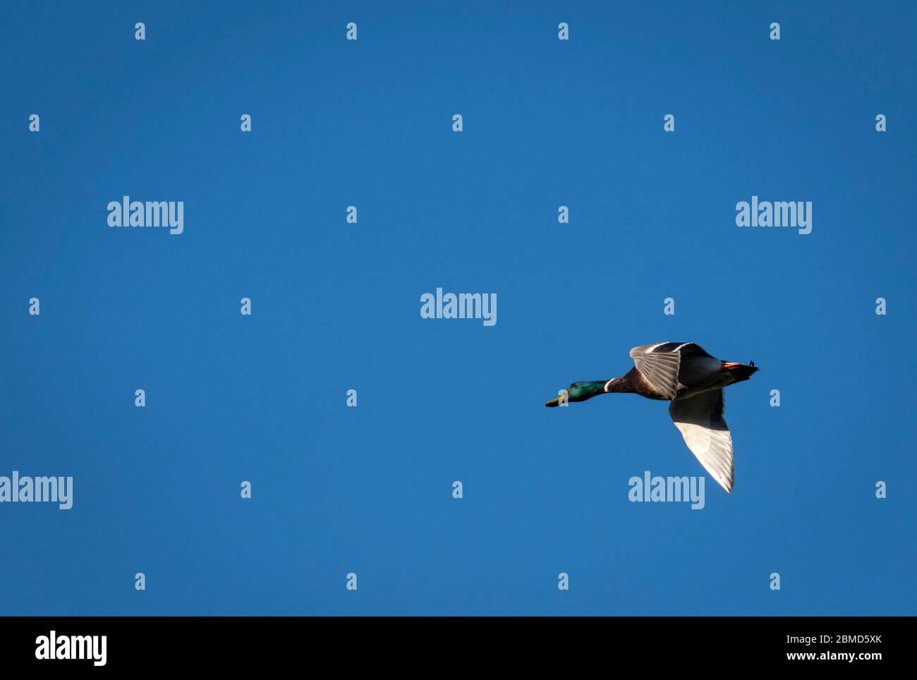 Mallard Duck maschio (Anas platyrhynchos) in volo contro un cielo blu, Cheshire, Inghilterra, Regno Unito Foto Stock