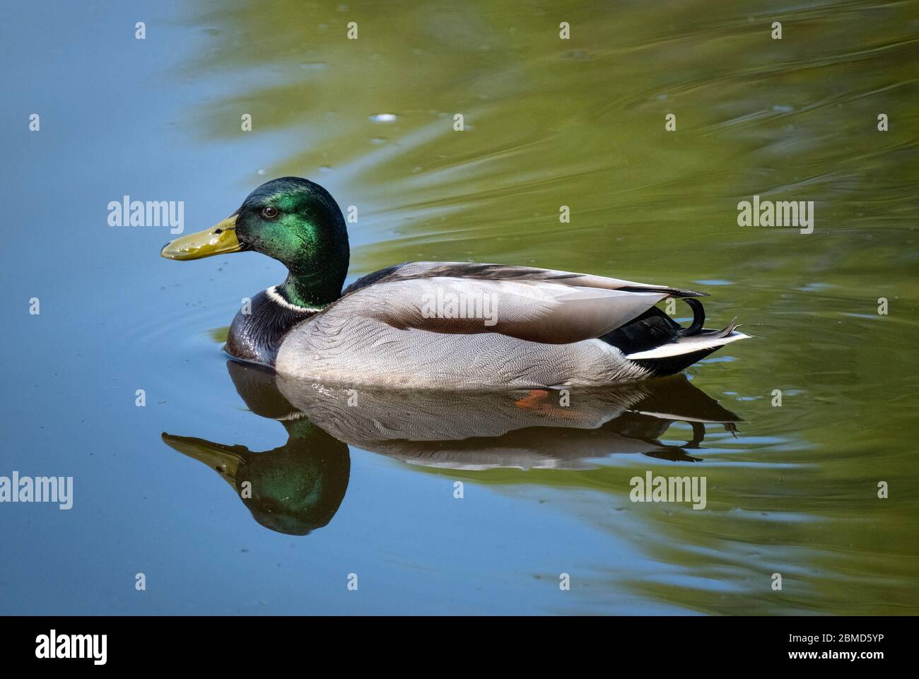 Maschio Mallard Duck (Anas platyrhynchos), Cheshire, Inghilterra, Regno Unito Foto Stock