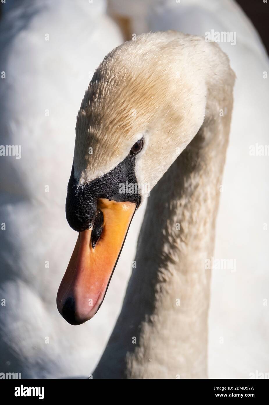 Mute Swan (Cygnus olor) ritratto, fiume Weaver, Cheshire, Inghilterra, Regno Unito Foto Stock