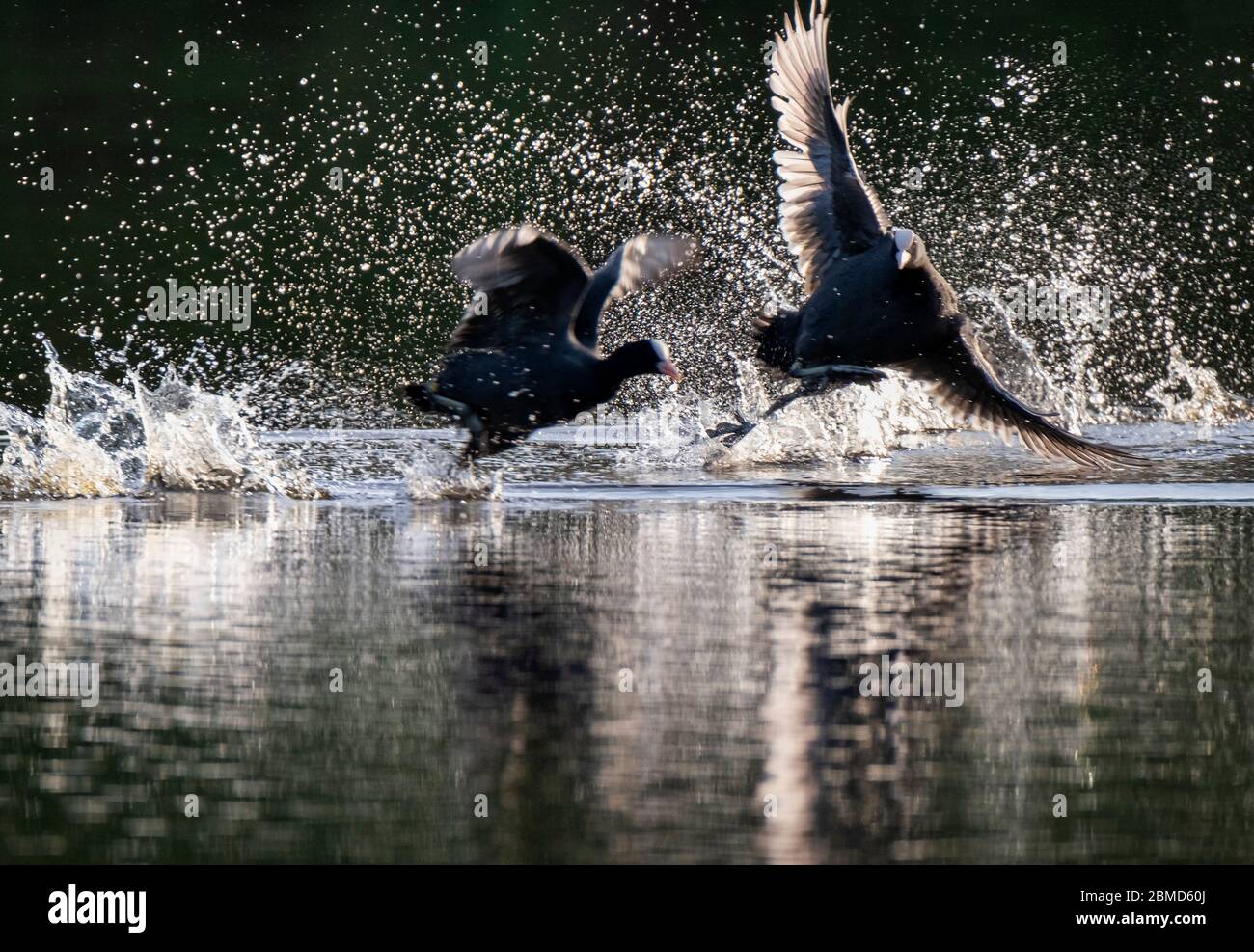 Coots (Fulica atra) combattimenti, New Pool, WhiteGate, Cheshire, Inghilterra, Regno Unito Foto Stock