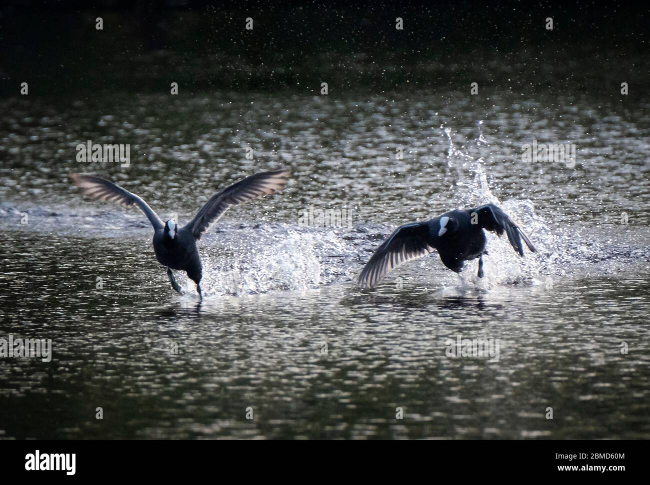 Coots (Fulica atra) combattimenti, Cheshire, Inghilterra, Regno Unito Foto Stock