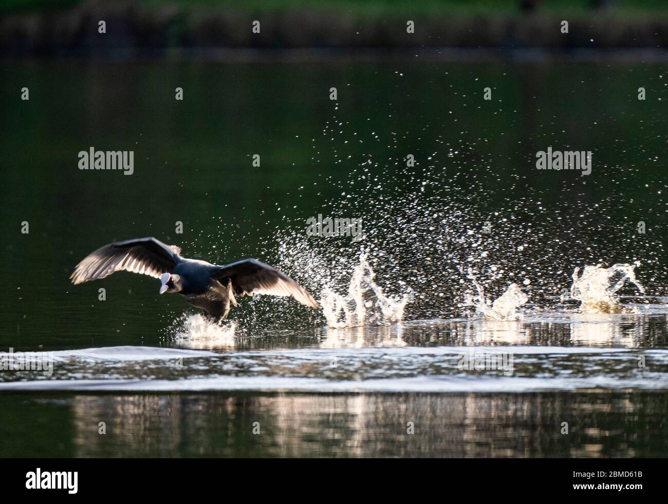 Coot (Fulica atra) che corre lungo l'acqua, Cheshire, Inghilterra, Regno Unito Foto Stock