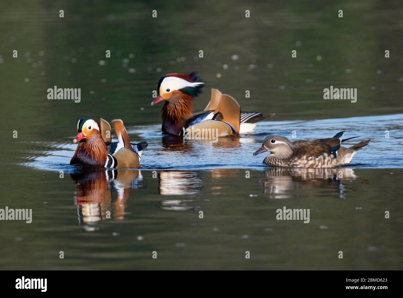 Maschi e femmine Mandarin Ducks (Aix galericulata), New Pool, WhiteGate, Cheshire, Inghilterra, UK Foto Stock