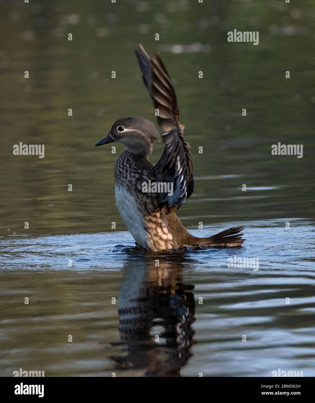 Femmina Mandarin Duck (Aix galericulata) flapping ali, New Pool, WhiteGate, Cheshire, Inghilterra, UK Foto Stock Femmina Mandarin Duck (Aix galericulata) flapping ali, New Pool, WhiteGate, Cheshire, Inghilterra, UK Foto Stock